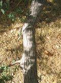 آکاسیا پنجه گربه ای
